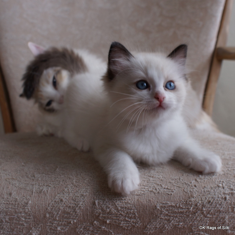Ragdoll killinger til salg. Ragdoll kat jylland,
dk rags of silk
