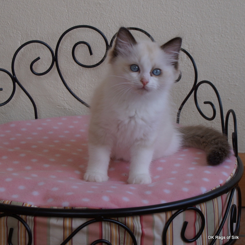 https://www.ragdolls.dk/media/Eri_kuldet/Elvis/DSC06468.JPG