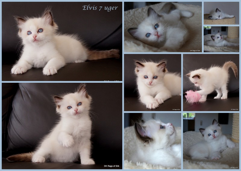 ragdoll kat,
ragdoll killinger,
dk rags of silk eri elvis