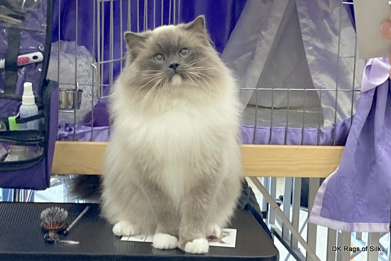 Blå mitted ragdoll kat 