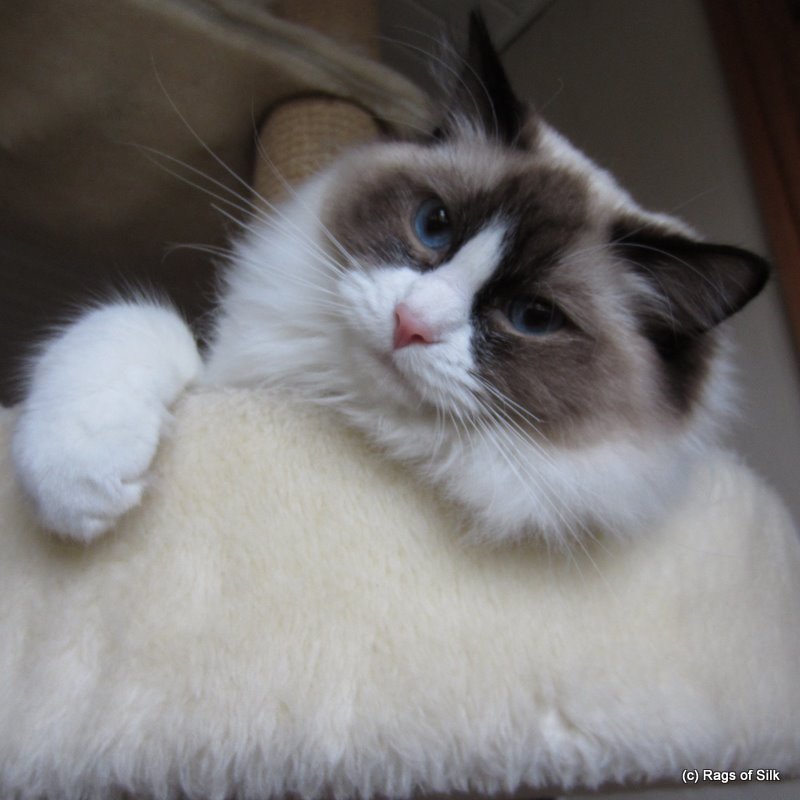 Ragdoll kat,
            ragdoll killing,
            ragdoll jylland,
            ragdoll opdræt,
            racekat jylland,
            rags of silk,
            DK rags of silk Assam Alix,
            killinger til salg