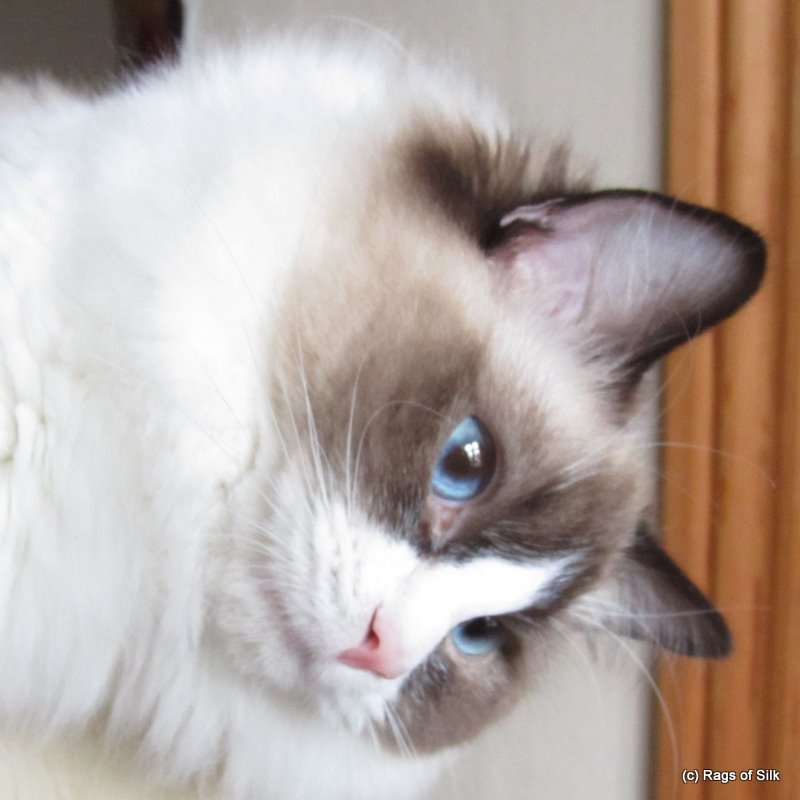 Ragdoll kat,
            ragdoll killing,
            ragdoll opdræt,
            ragdoll jylland,
            racekat jylland,
            rags os silk,
            killinger til salg
