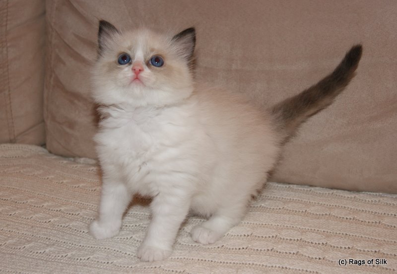 Ragdoll killinger,
            ragdoll kat,
            ragdoll,
            rags of silk,
            ragdoll jylland,
            ragdoll,