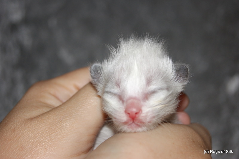 Ragdoll killing,
            Ragdoll,
            Ragdoll kat,
            Ragdoll jylland,
            DK Rags of Silk