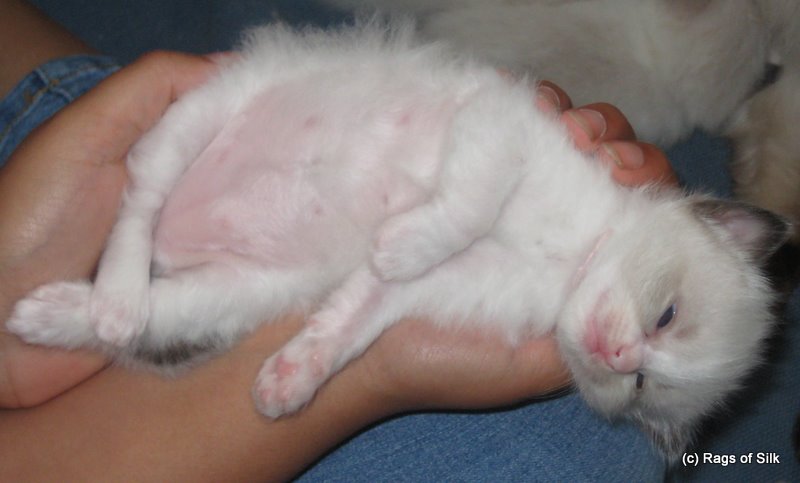 ragdoll kilinger,
            ragdoll kat,
            ragdolls,
            ragdoll,
            rags of silk,
            ragdoll jylland,
            ragdoll opdræt