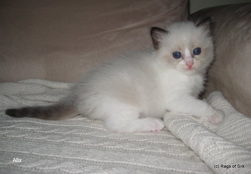 Ragdoll killinger,
            ragdoll,
            ragdoll kat,
            ragdoll opdræt,
            rags of silk,
            ragdoll jylland