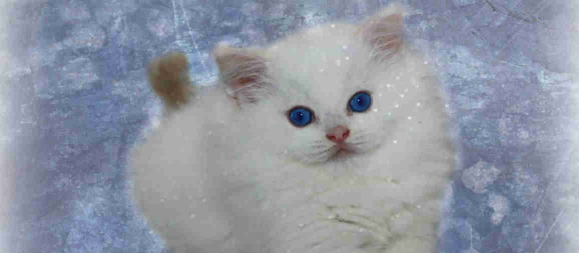 Random header banner 1