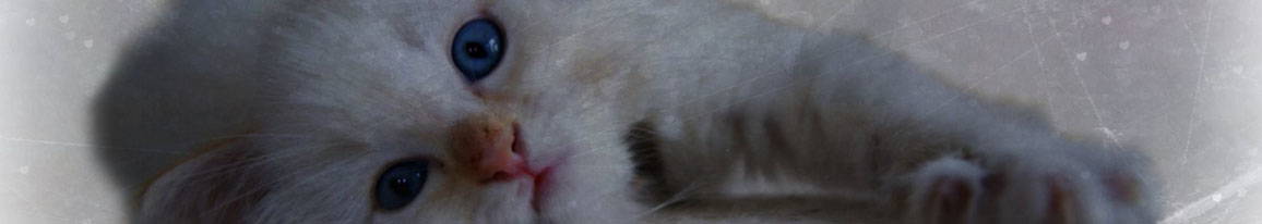 Random header banner 2