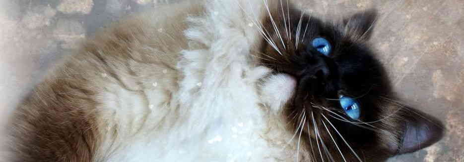 Random header banner 3