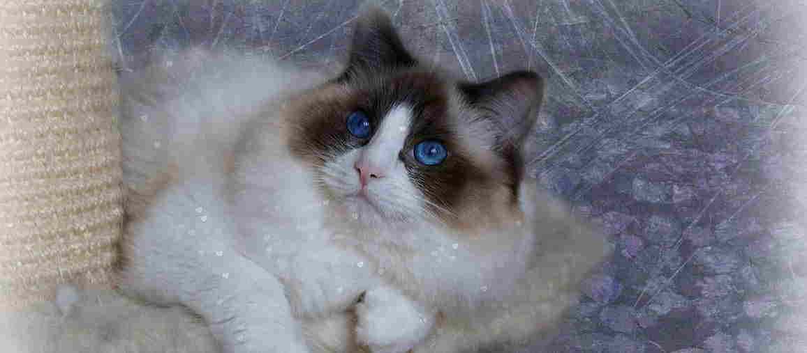 Random header banner 4