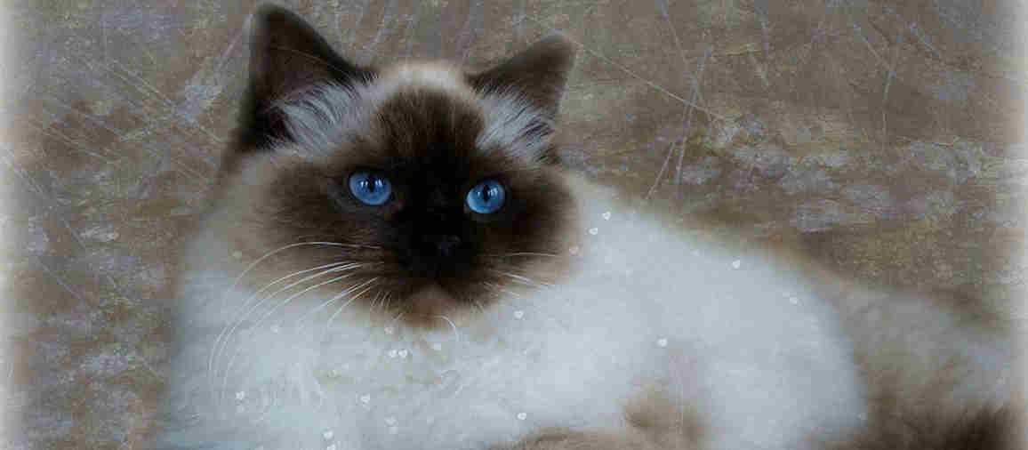 Random header banner 5